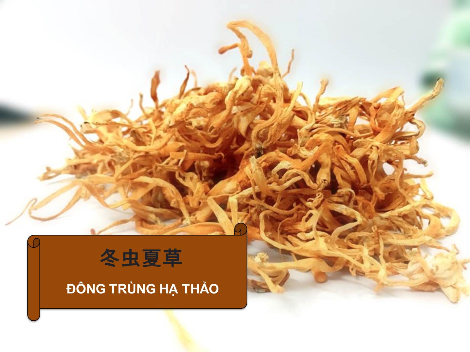 ĐÔNG TRÙNG HẠ THẢO - Cordyceps