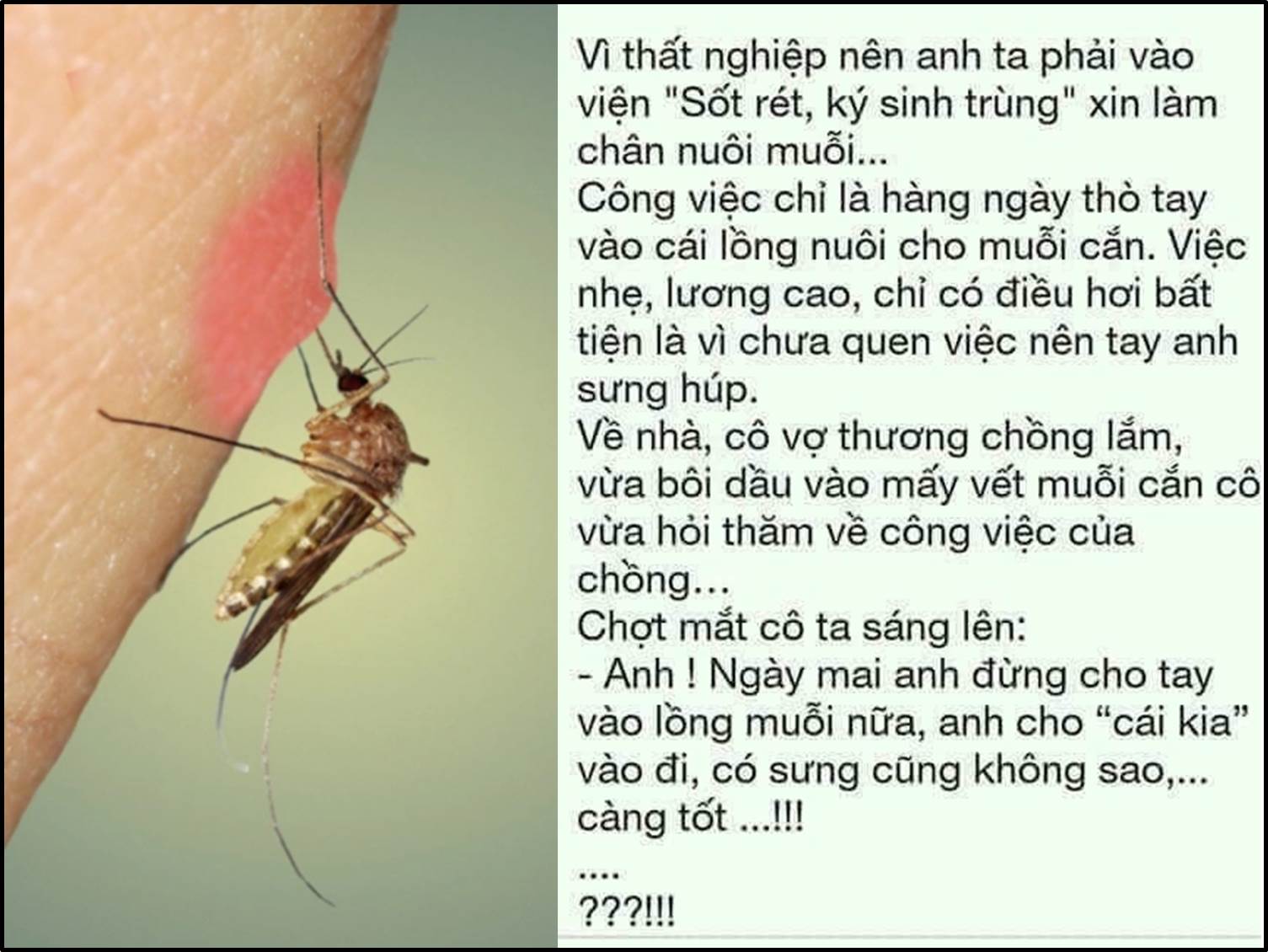 MUỖI CHÍCH ĐÔI KHI CŨNG CÓ LỢI ... 